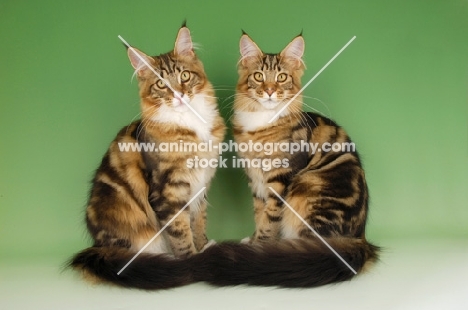 two similar brown tabby and white maine coon cats