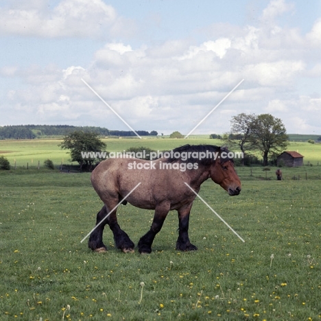 Ardennais  walking