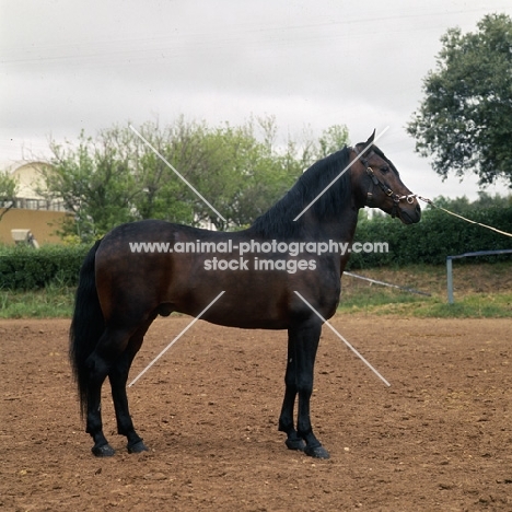 alter real horse, ansioso, side view