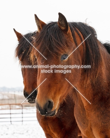 Morgan Horse in winter, portrait