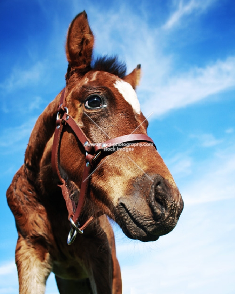 Foal on blue sky