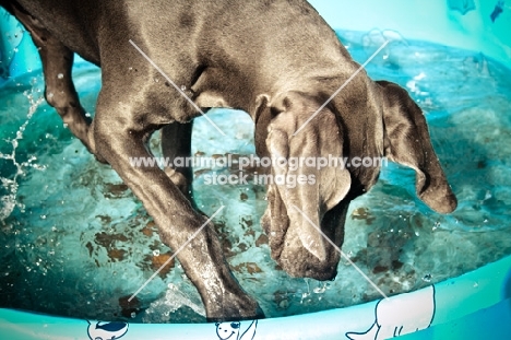 Great Dane playing in kiddie pool