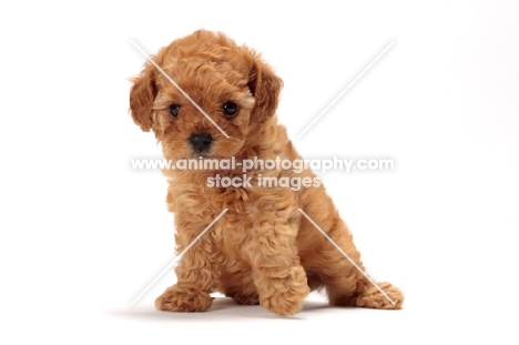 cute apricot toy Poodle puppy