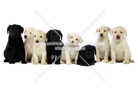 Cream and Black Labrador Puppies sat lined up on a white background