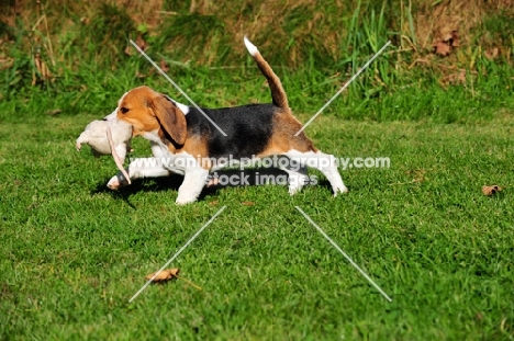 Beagle puppy walking with toy