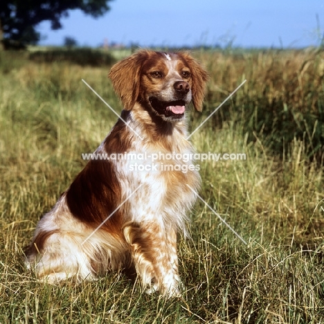 sonnenberg viking, brittany stitting in a stubble field