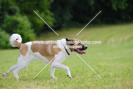 transmontano mastiff, portguese herder, running