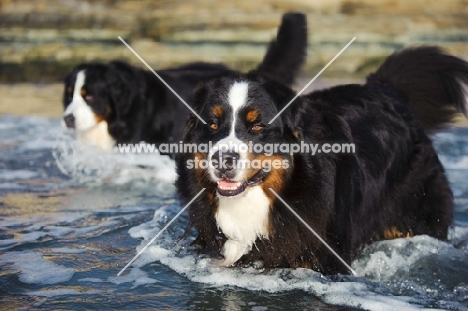 Bernese Mountain Dog swimming in water