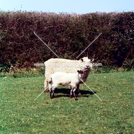 radnor ewe with lamb