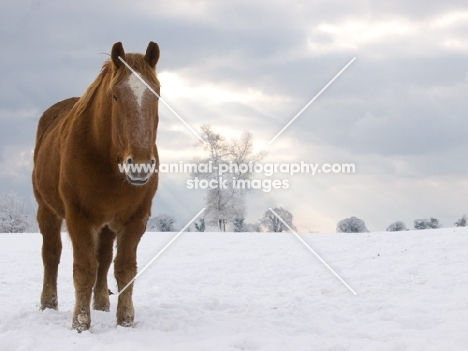 Suffolk Punch front view