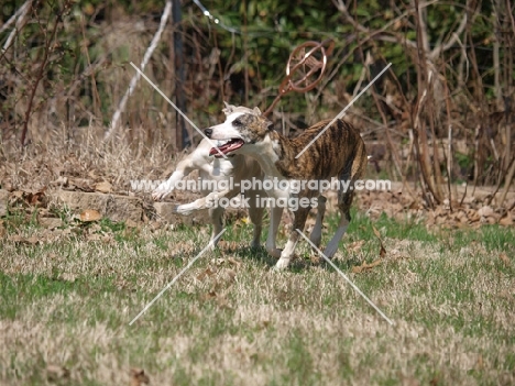 two Whippet dogs running in countryside