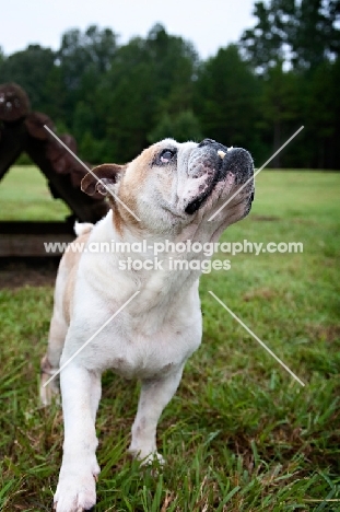 profile of english bulldog looking up