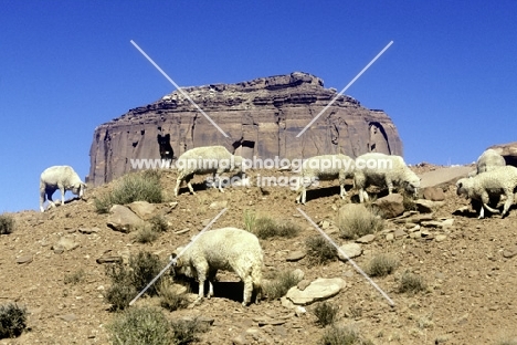 navajo-churro sheep in monument valley, usa