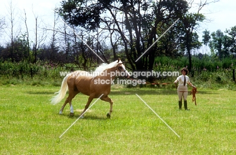 lungeing a palomino