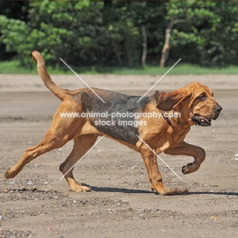 bloodhound running on beach, full body