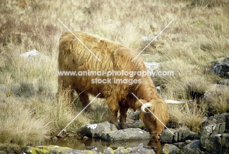 highland cattle drinking