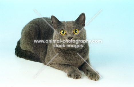 blue European Shorthair cat, staring