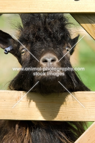 rare Bagot goat looking through fence