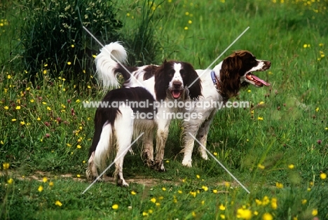 two undocked english springer spaniels, working type,  