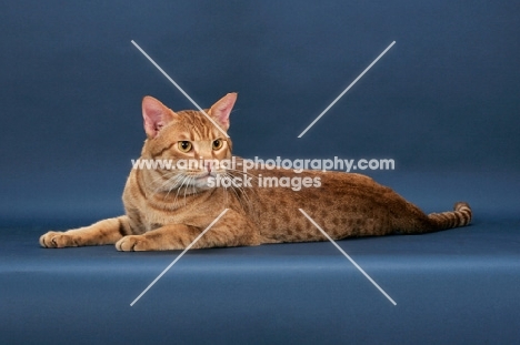 Ocicat, cinnamon spotted tabby colour