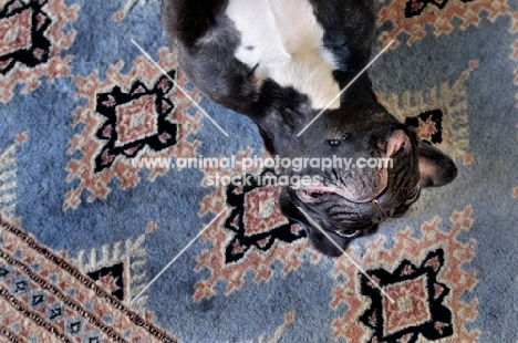French Bulldog laying upside down on patterned carpet