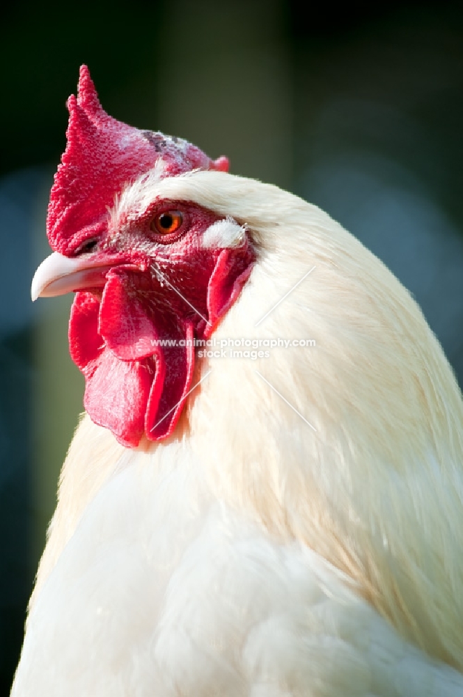 Portrait of a white leghorn cockerel
