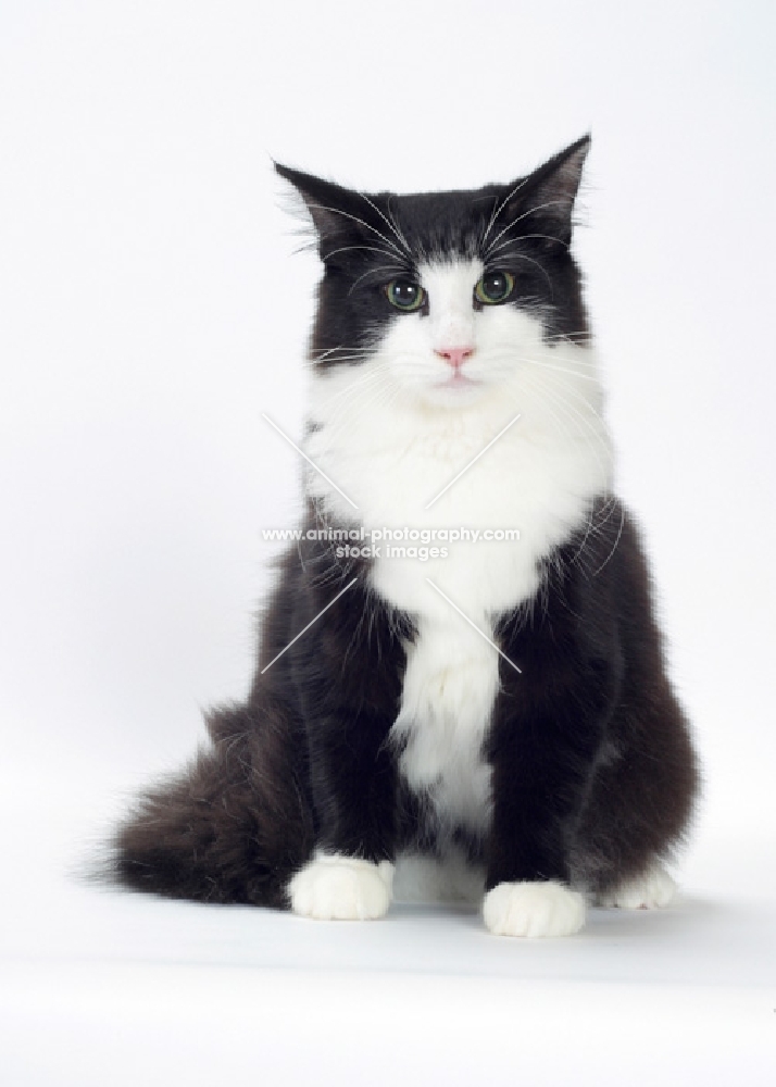 Black & White Norwegian Forest Cat