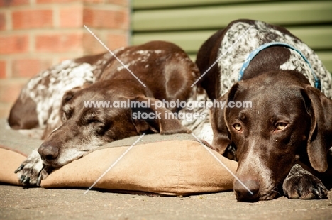 two German Shorthaired Pointers (GSP) resting