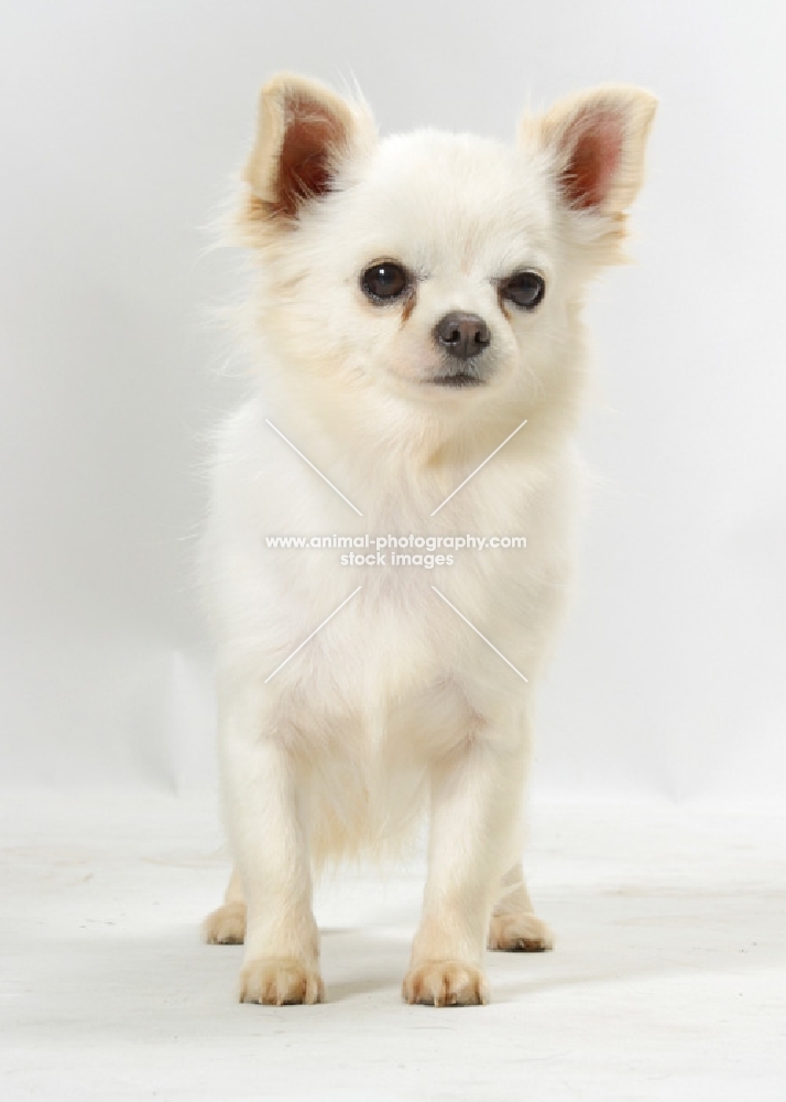 Lemon & White Parti Colour Chihuahua standing in studio