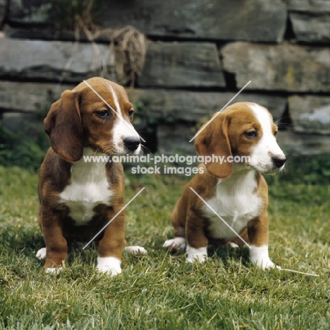 westphalian dachsbracke puppies