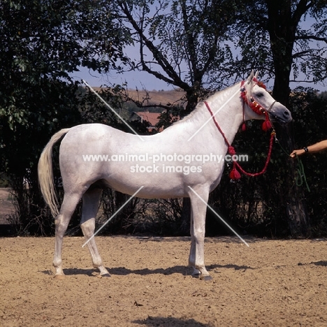 Asuan Russian Arab stallion full body 