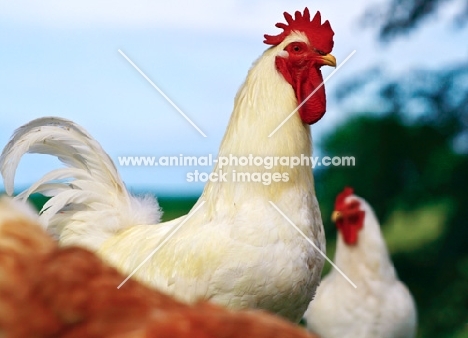 White Rock Rooster with White Rock and Buff Rock Hen