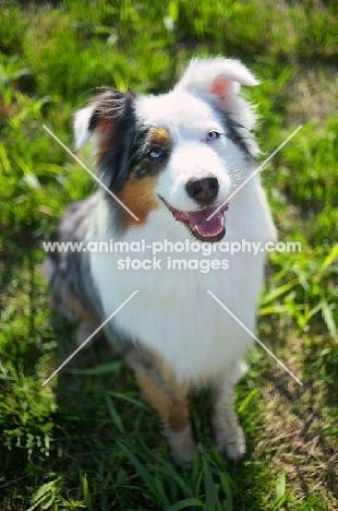 happy blue merle australian shepherd smiling