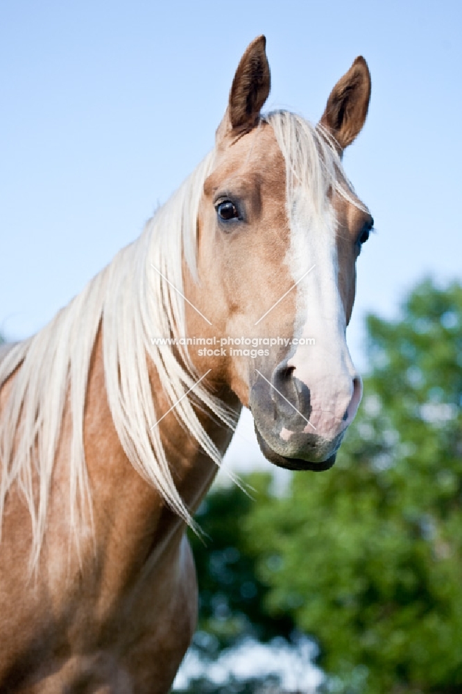 Palomino Quarter horse portrait