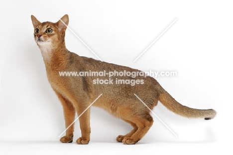 ruddy Abyssinian, standing