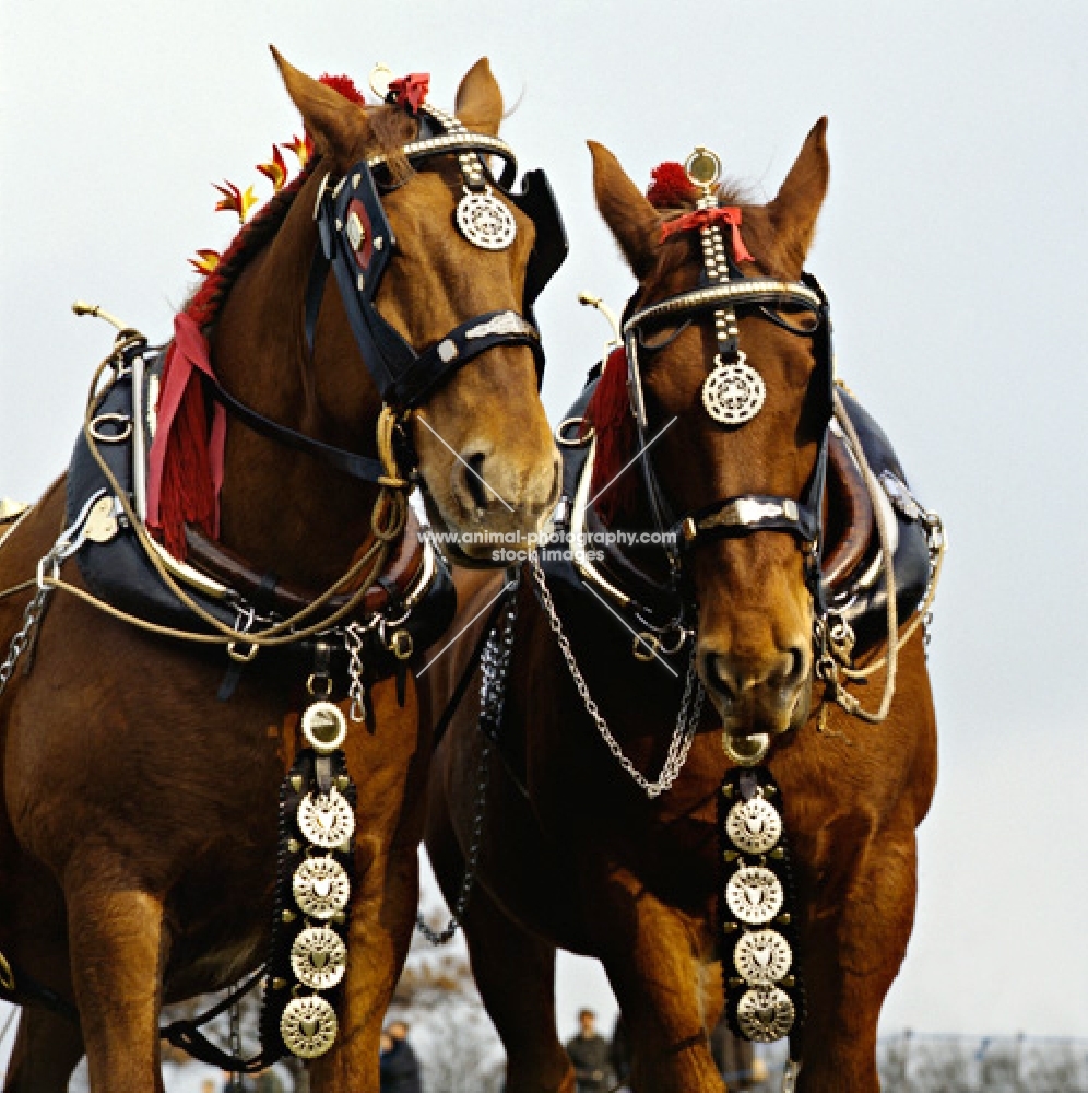 two suffolk punch horses at ploughing match