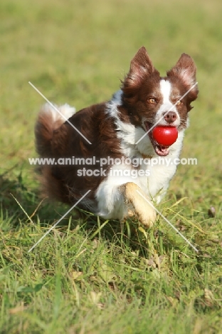 Border Collie with red ball
