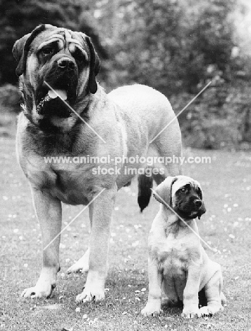 Mastiff and puppy from Withybush Kennels.