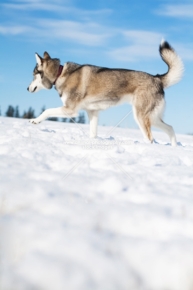 Husky walking through snow