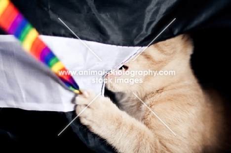 Kitten playing with string while attacking tunnel