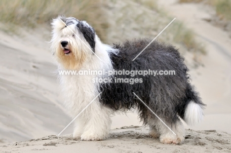 Old English Sheepdog near dunes