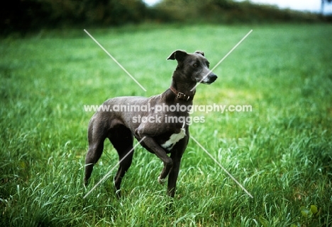 smooth coated lurcher standing in a field