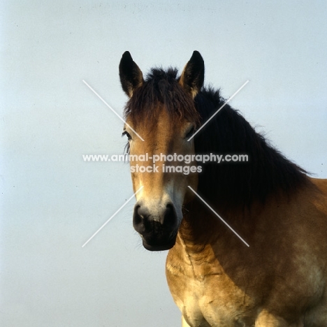 Belgian mare head study