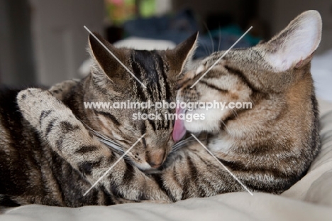 One tabby cat washing another tabby cat