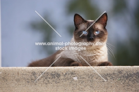 chocolate point siamese lying on step