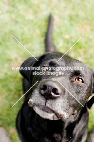 black Labrador Retriever looking at camera