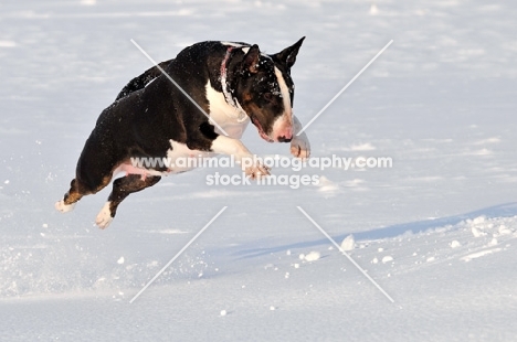 Bull Terrier jumping in snow