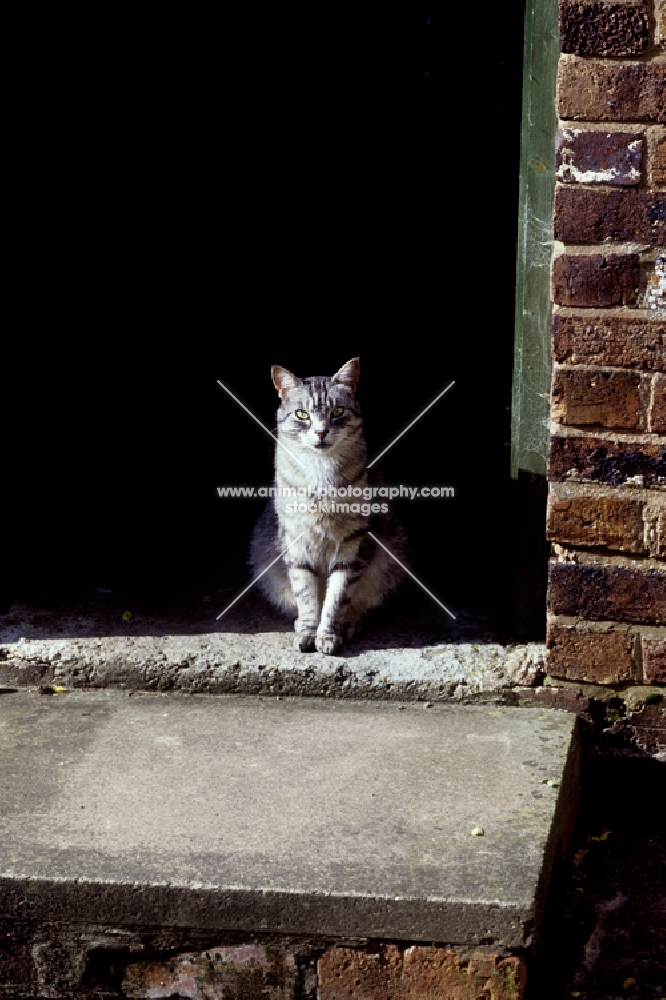 silver tabby feral x cat on doorstep