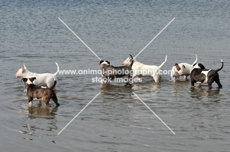 group of young Bull Terriers walking in water