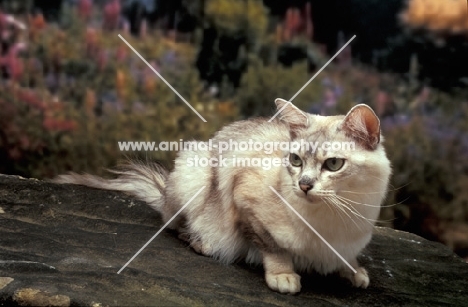 chocolate shaded Tiffanie cat crouching down on a stone